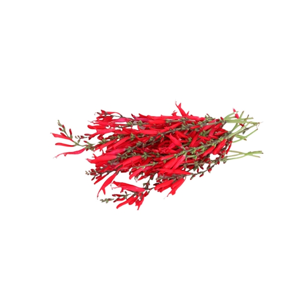 ESA001 - Salva Ananas 100G