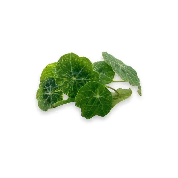 Micro Capuchinha 30G