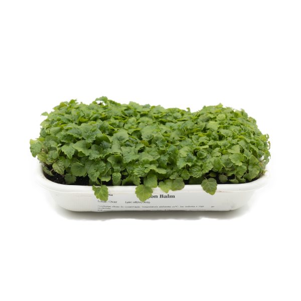 Micro Lemon Balm Vaso